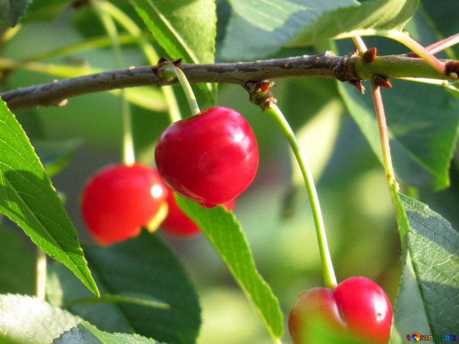 Вишня Любская