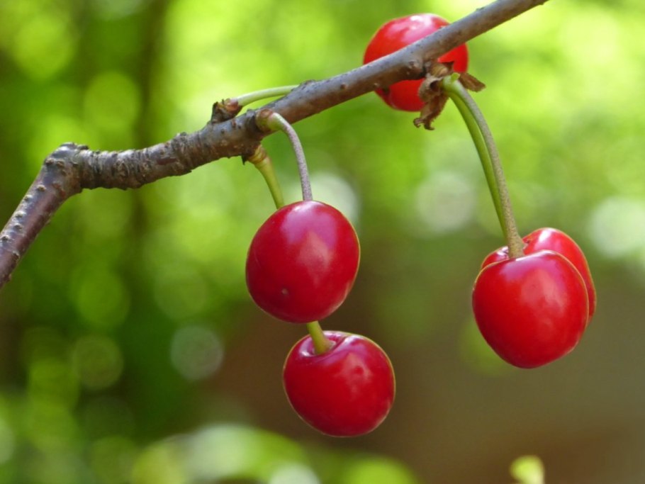 Яблоко вишня