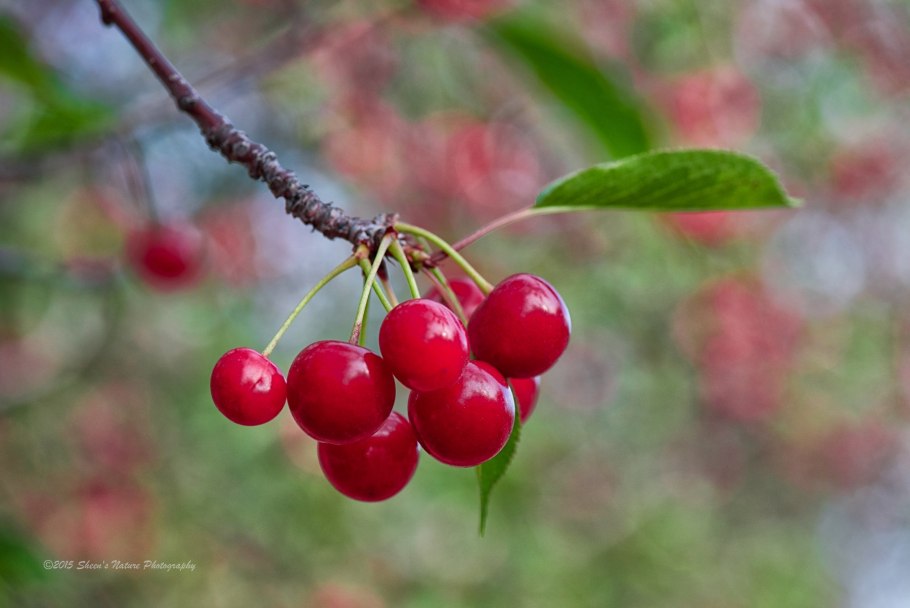 Вишня расплетка