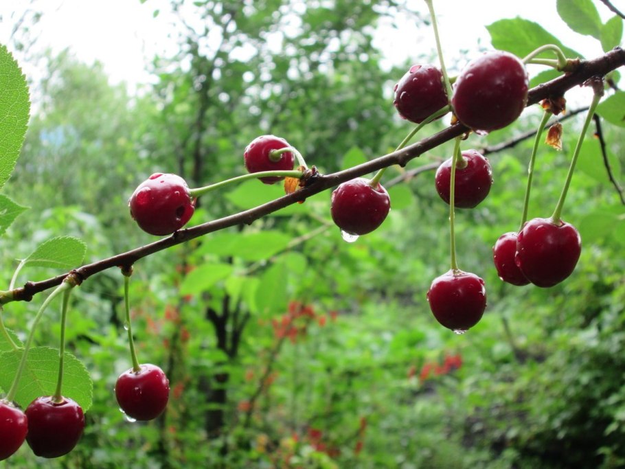 Вишня Краса Татарии