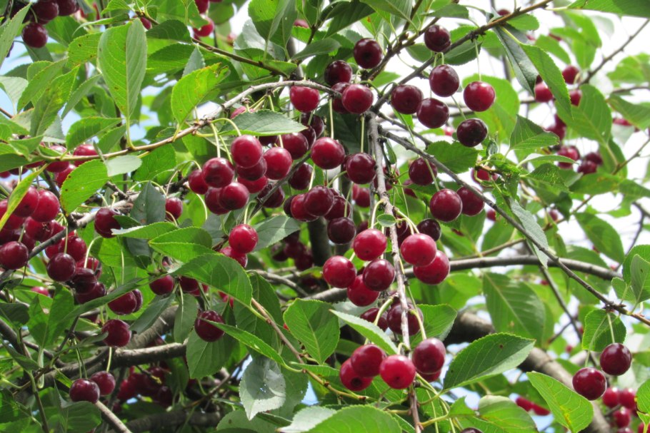 Вишня Краса Татарии