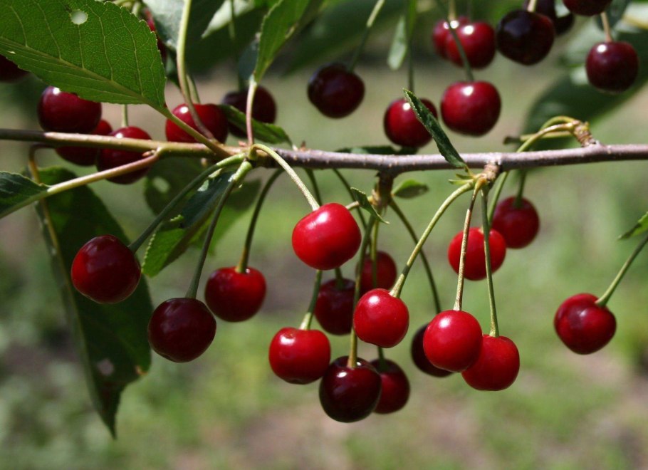 Черешня гриот