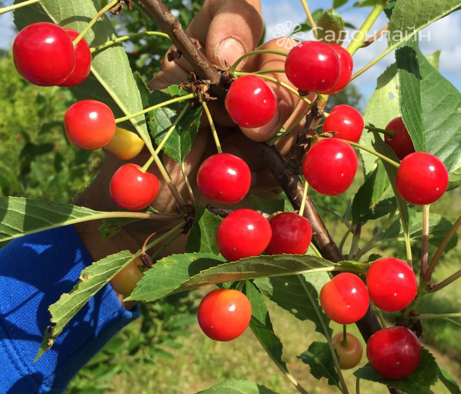 Вишня Ксения