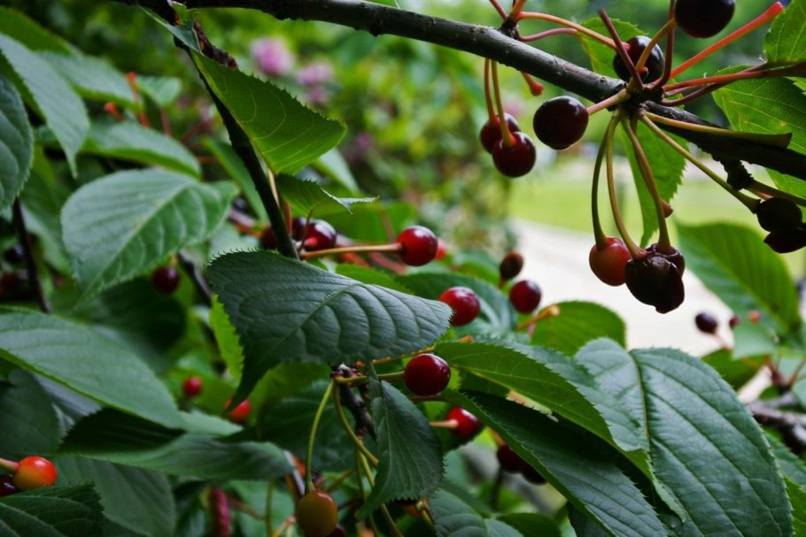 Гибрид вишни и черешни