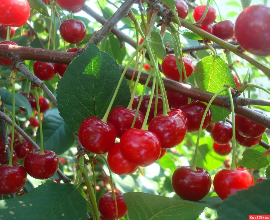 Вишня десертная Морозовой