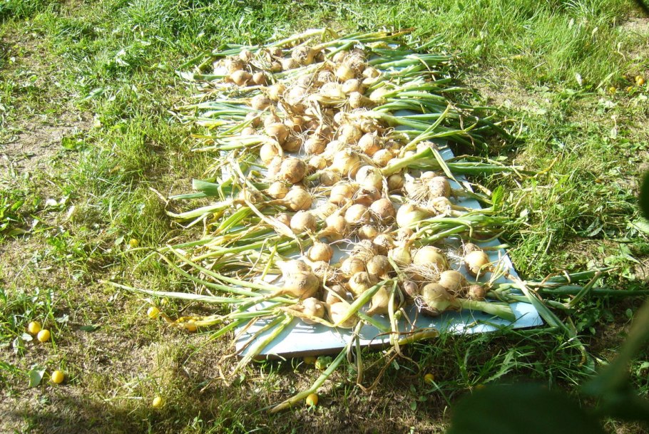 Лук-слизун (Allium Nutans)