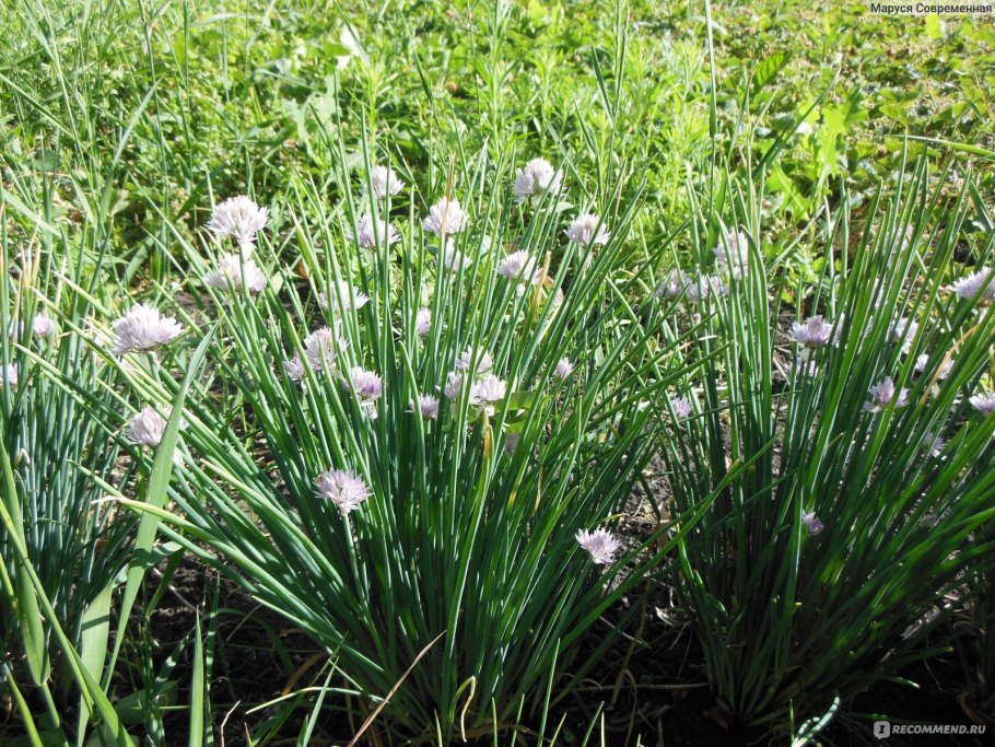 Лук Бейо Голландия