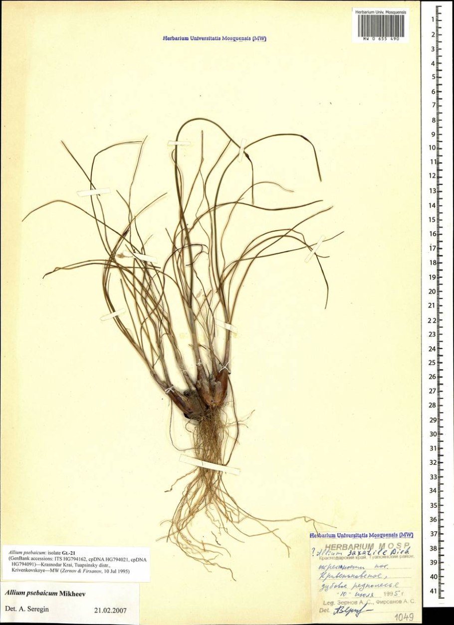Лук репчатый Изабелла-46