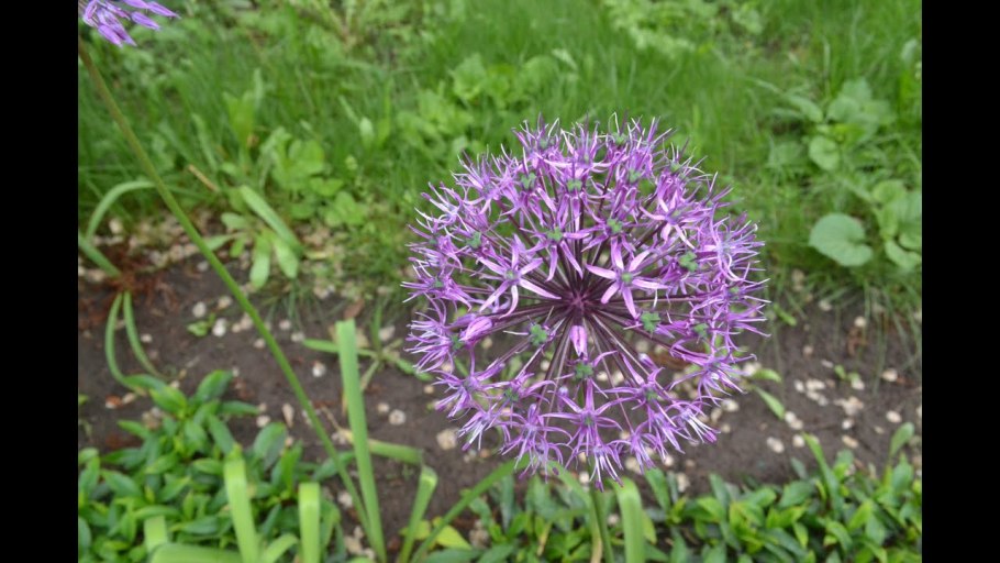 Птицемлечник и хионодокса