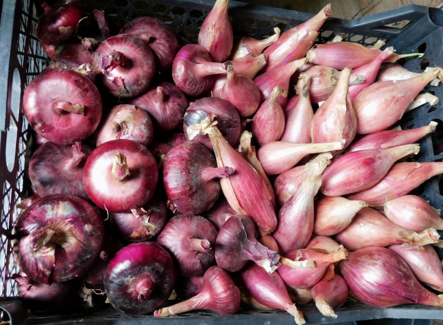 Хороший урожай лука