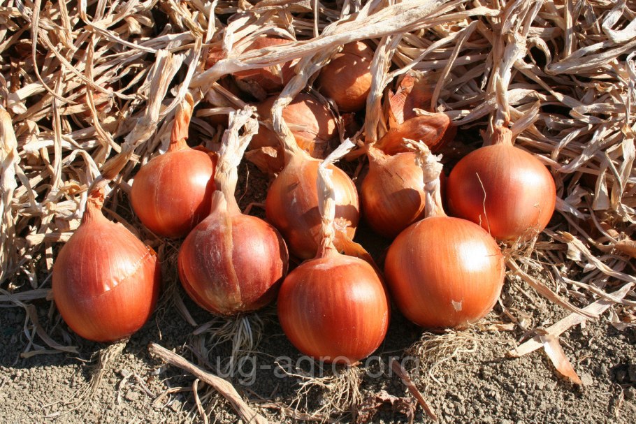 Растение лук слизун