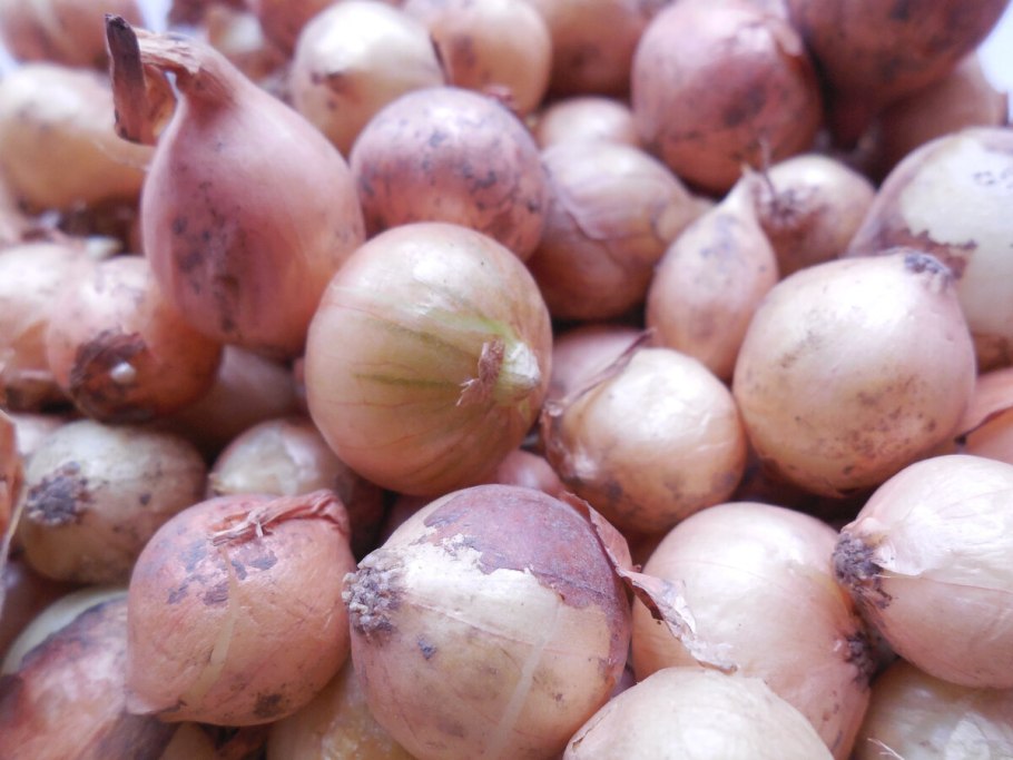 Лук слизун широколистный