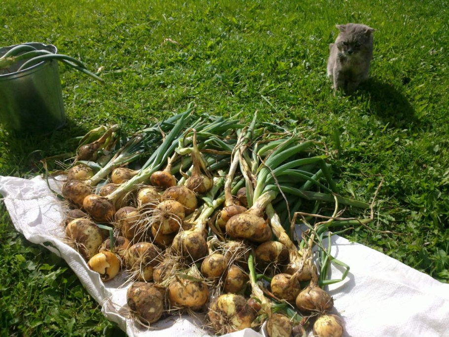 Лук Репка микс 450