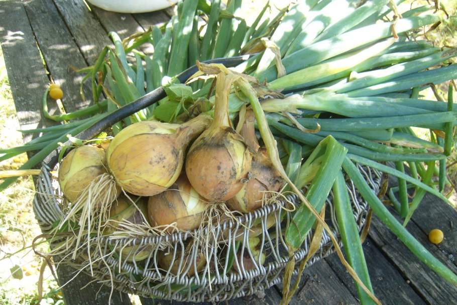 Лук Семенова