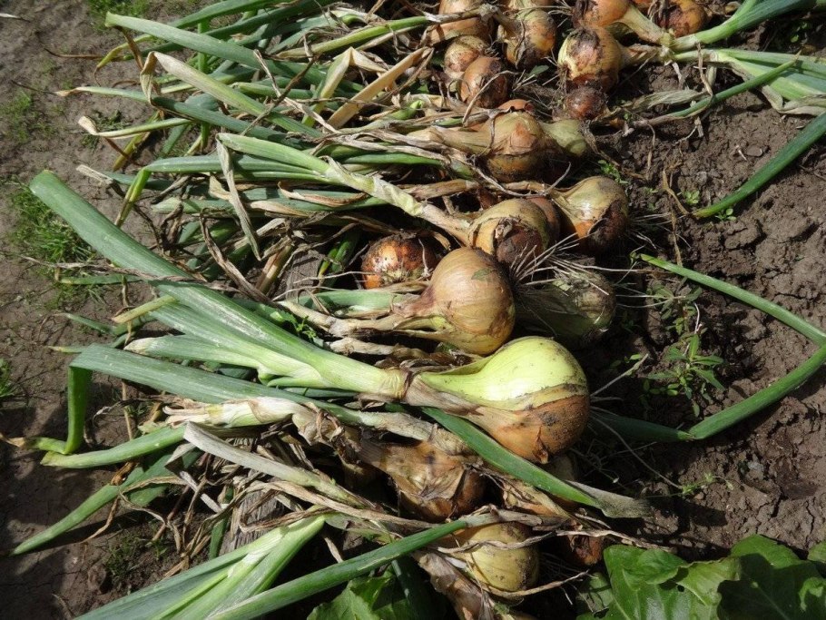 Лук косой Allium obliquum