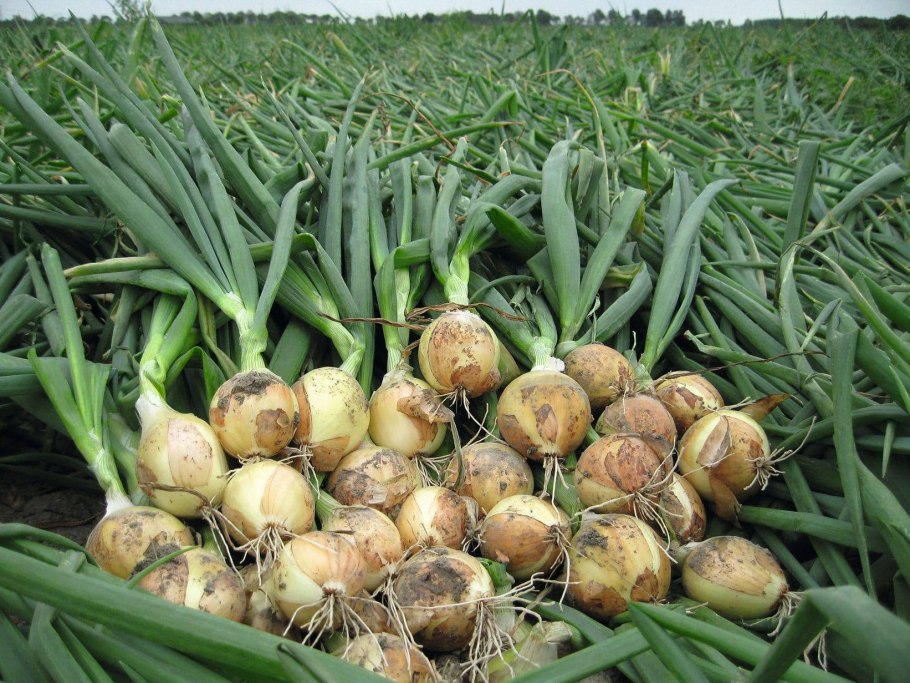 Лук Эксибишен