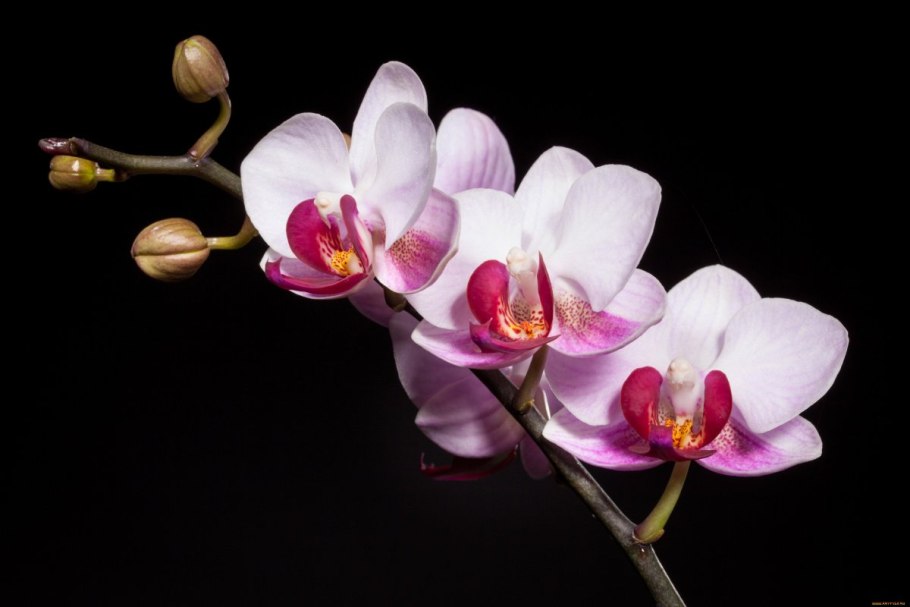 Фаленопсис 11197