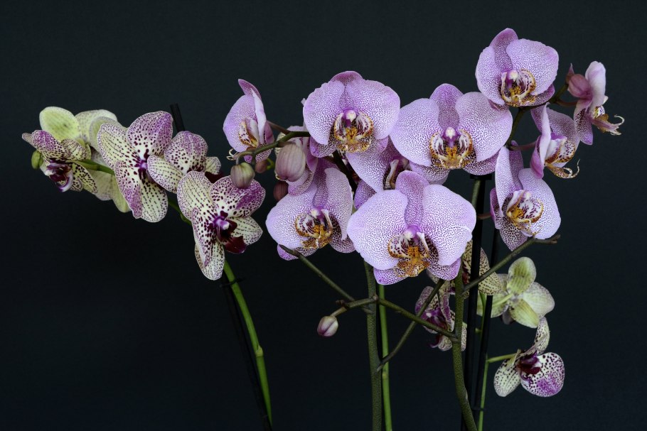 Фаленопсис Амабилис Phalaenopsis amabilis