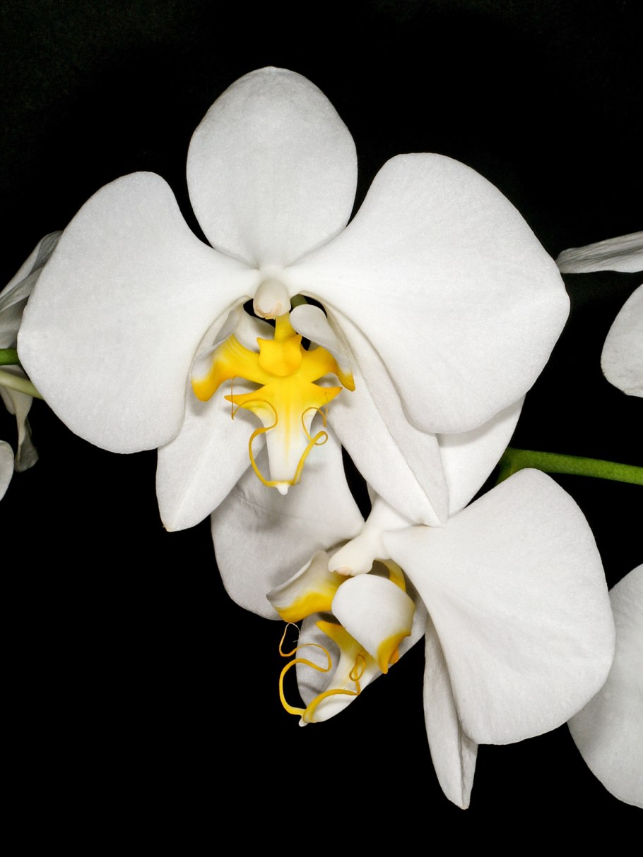 Phal. Amabilis