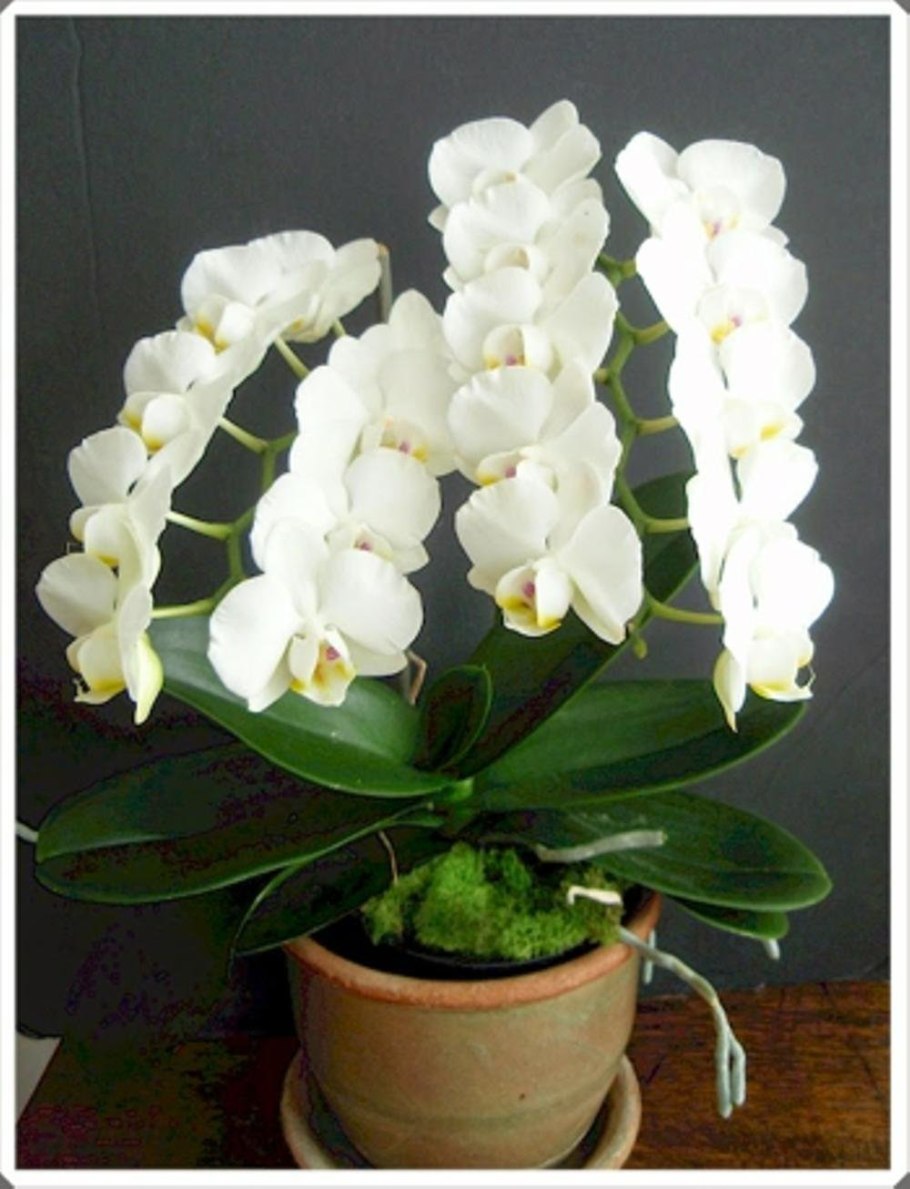 Фаленопсис Амабилис Phalaenopsis amabilis