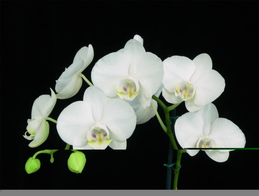 Фаленопсис Амабилис Phalaenopsis amabilis