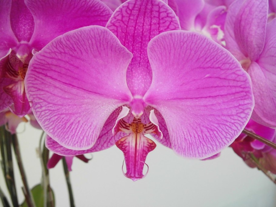 Innsbruck фаленопсис