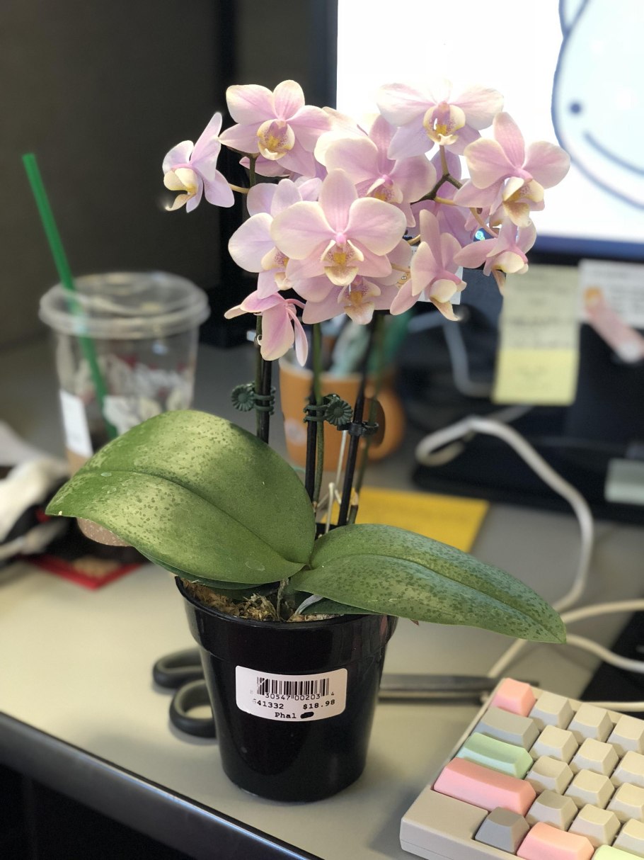 Фаленопсис Алабастер