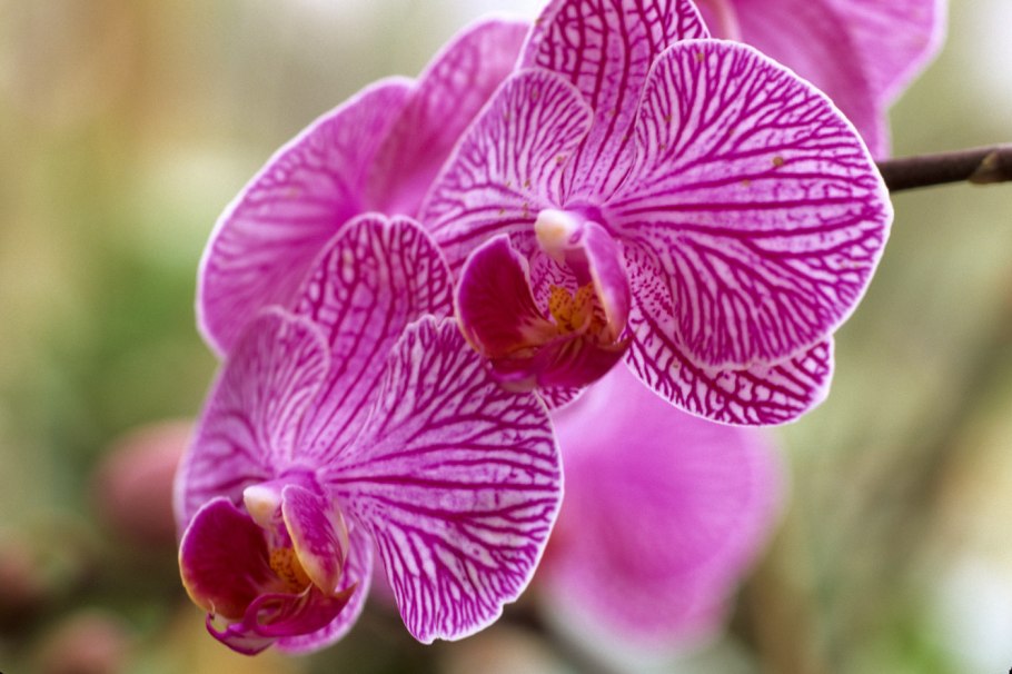 Pink Moon Orchid (Phalaenopsis amabilis)