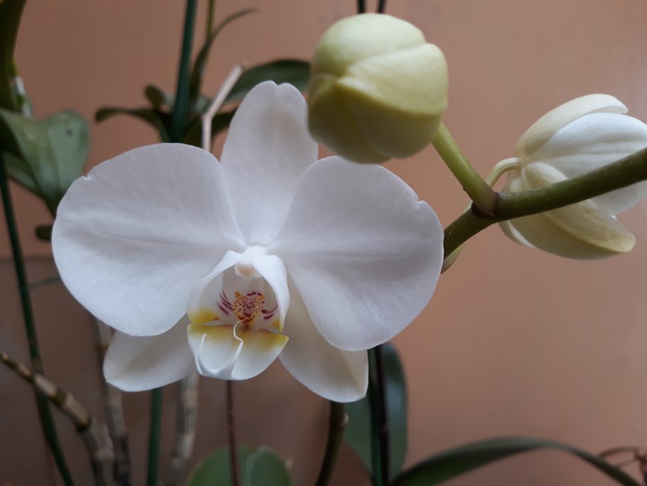 Орхидея бабочка розовая