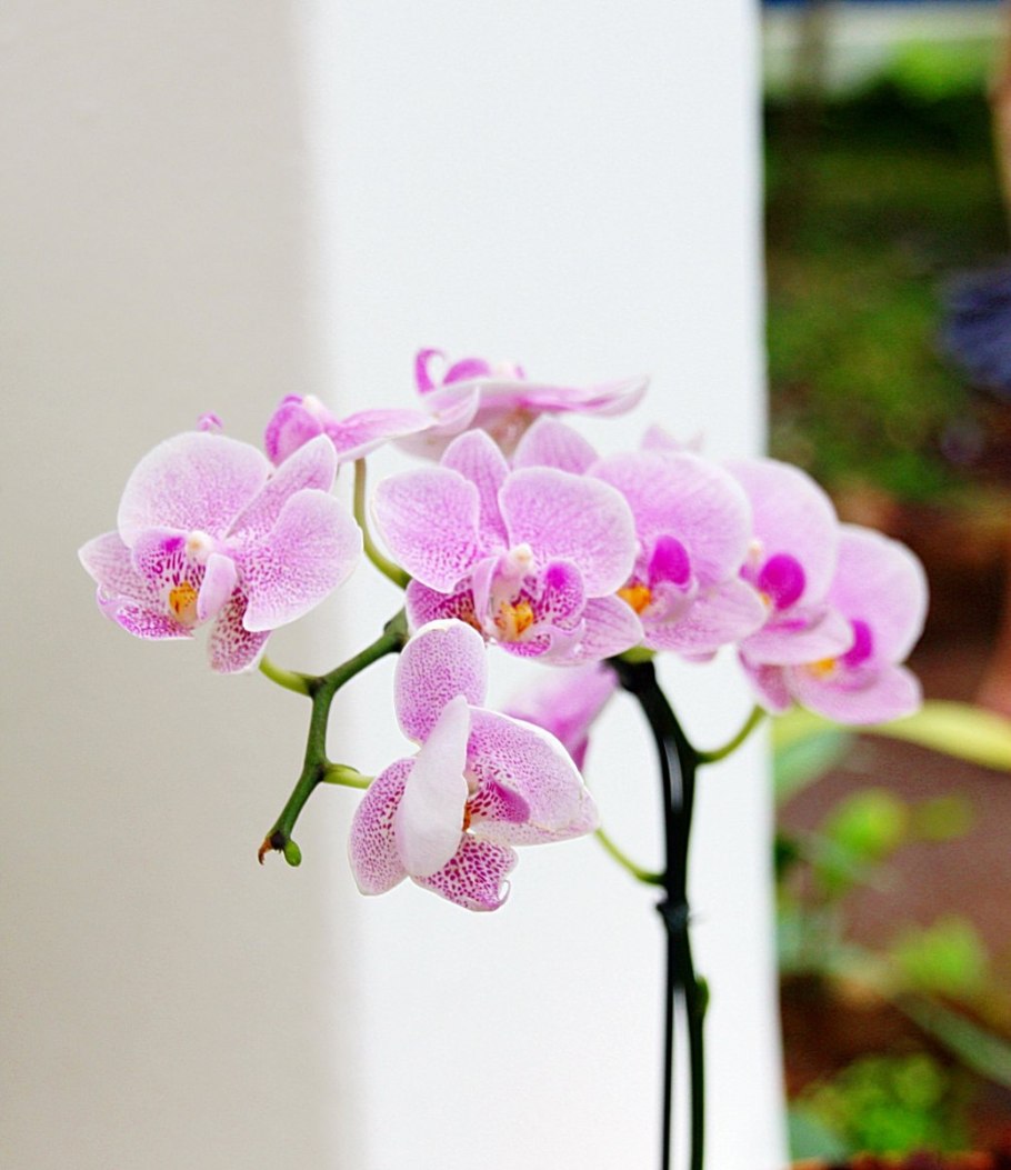 Phalaenopsis amabilis