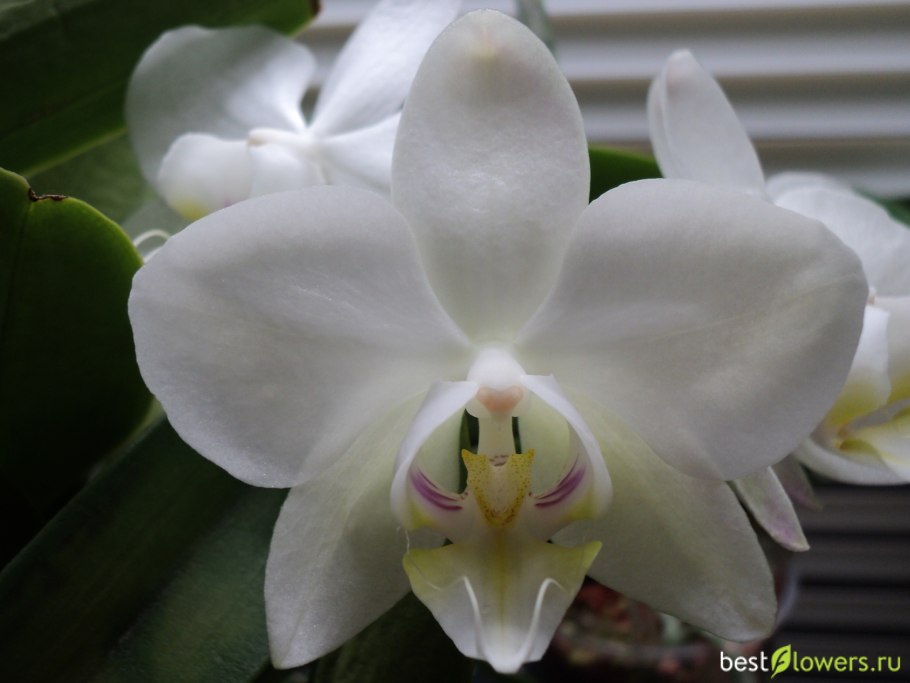 Фаленопсис Амабилис