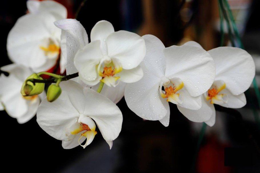 Фаленопсис Амабилис Phalaenopsis amabilis