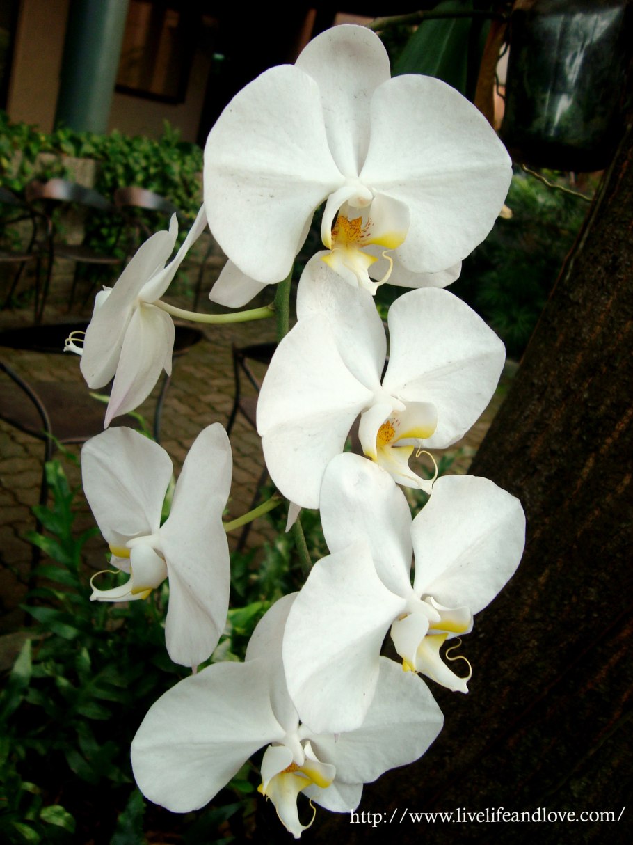 Орхидея фаленопсис Амабилис