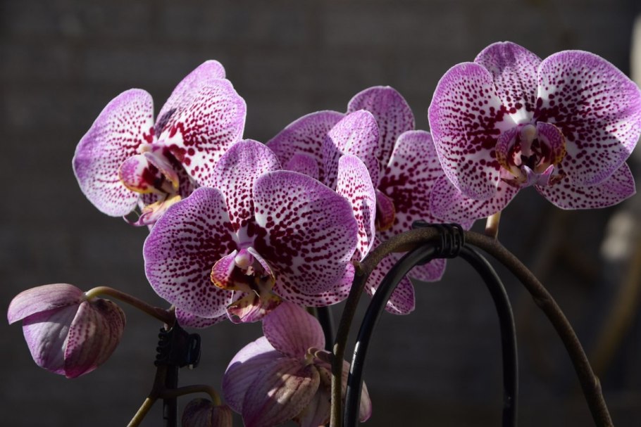 Орхидея Phalaenopsis Narbonne