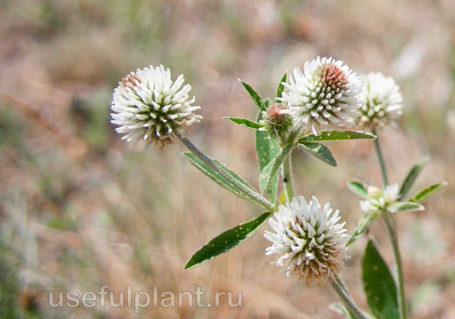 Клевер Альпийский