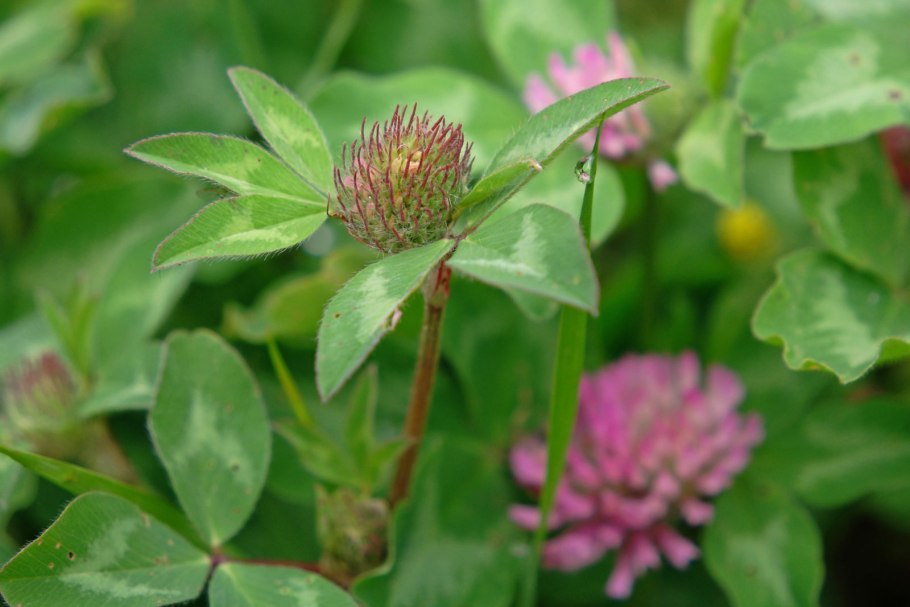 Клевер красный жилкование