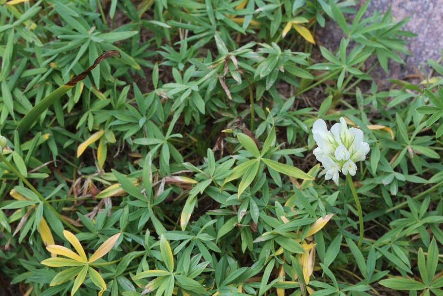 Поляна с четырехлистным клевером