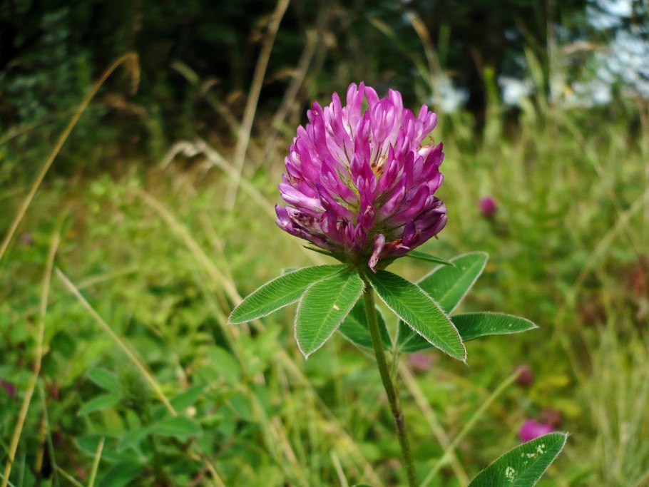 Блюда из клевера фото
