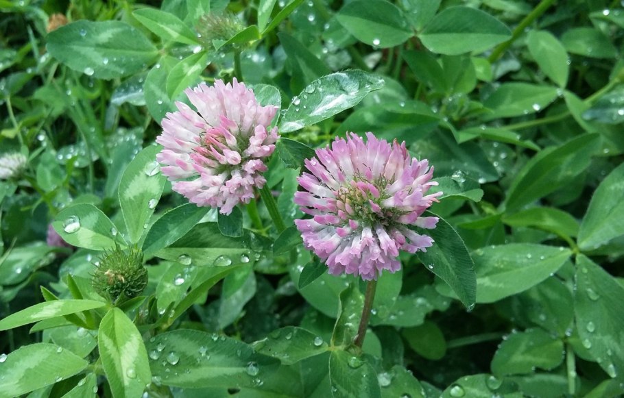 Вику, красный Клевер, Козелец, дикий цикорий.