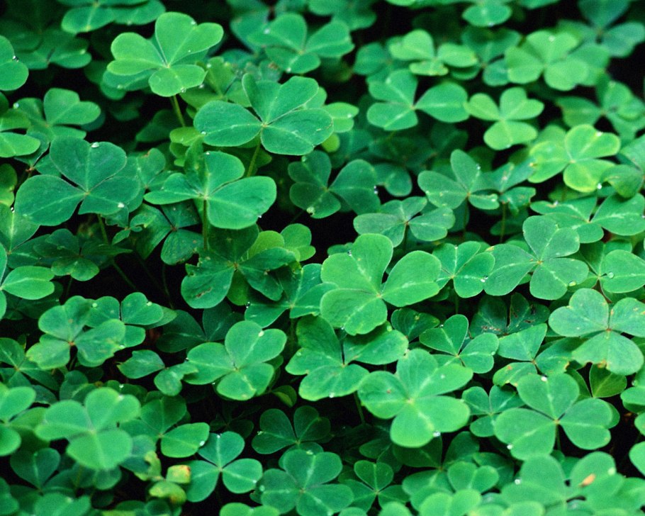 Язвенник крупноголовчатый