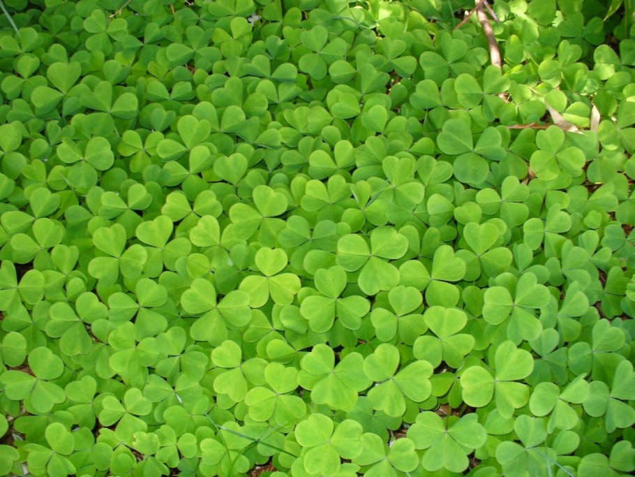 Клевер четырехлистный 4к