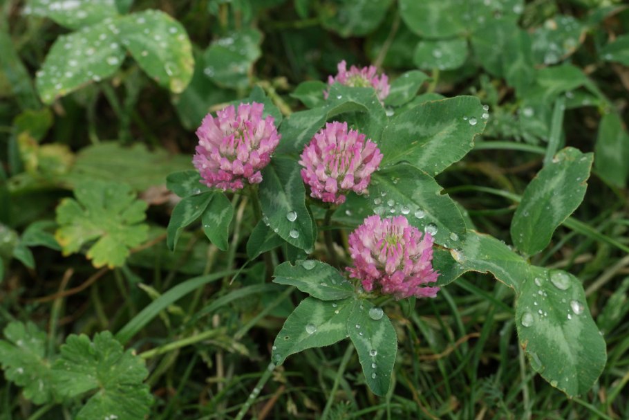 Четырехлистный Клевер Эстетика