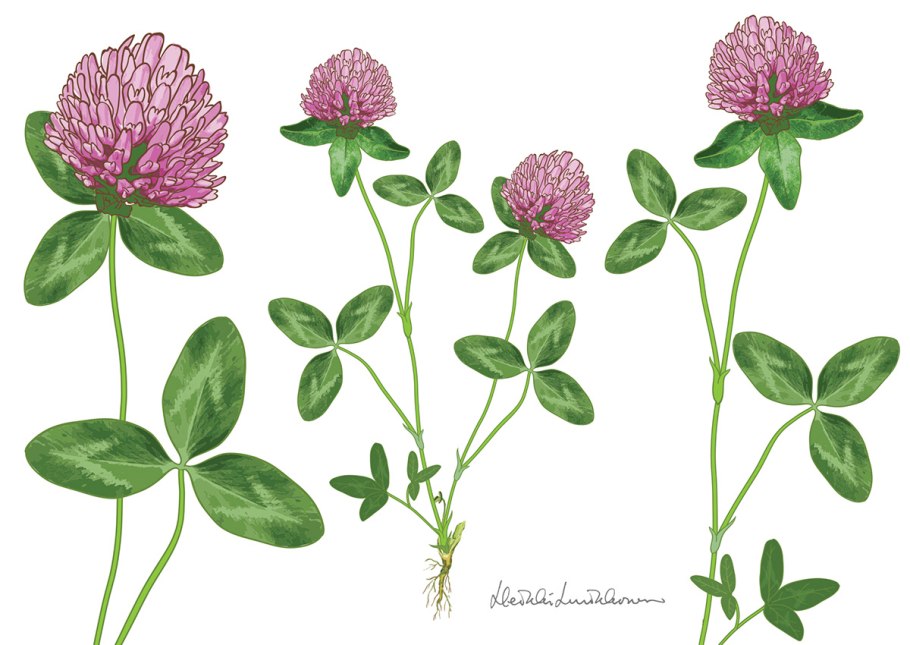 Кислица ирландский Клевер