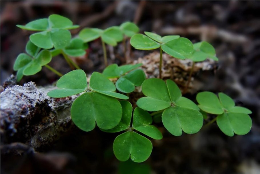 Клевер Луговой близард