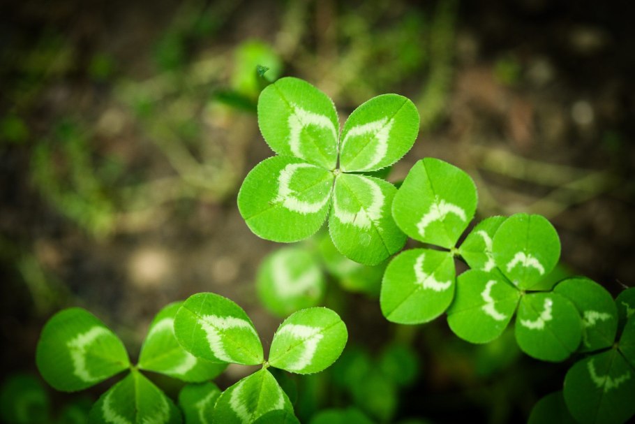 Существует ли четырехлистный Клевер