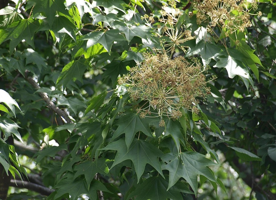 Калопанакс диморфант