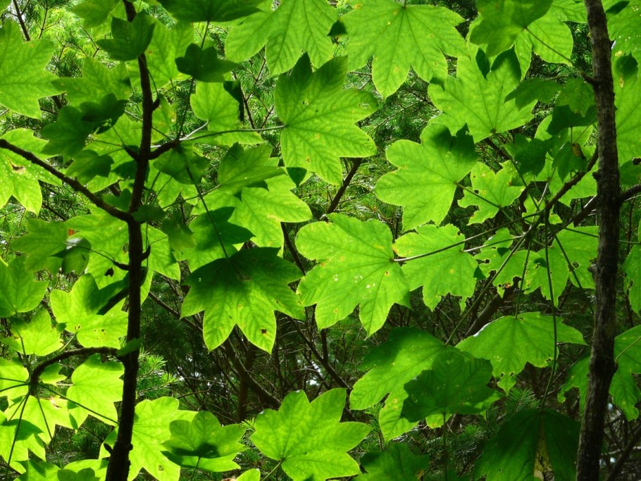 Диморфант калопанакс Дальневосточный