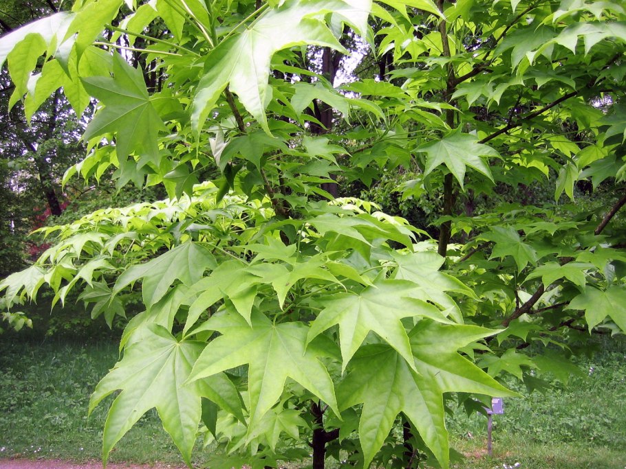Калопанакс семилопастный, диморфант