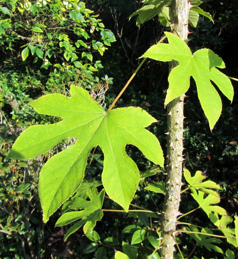 Калопанакс диморфант