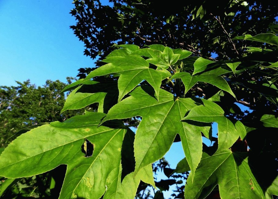 Калопанакс семилопастный